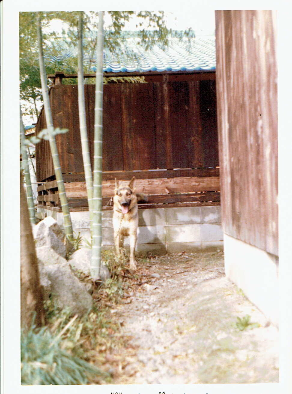 茨木市で飼っていたクーパー