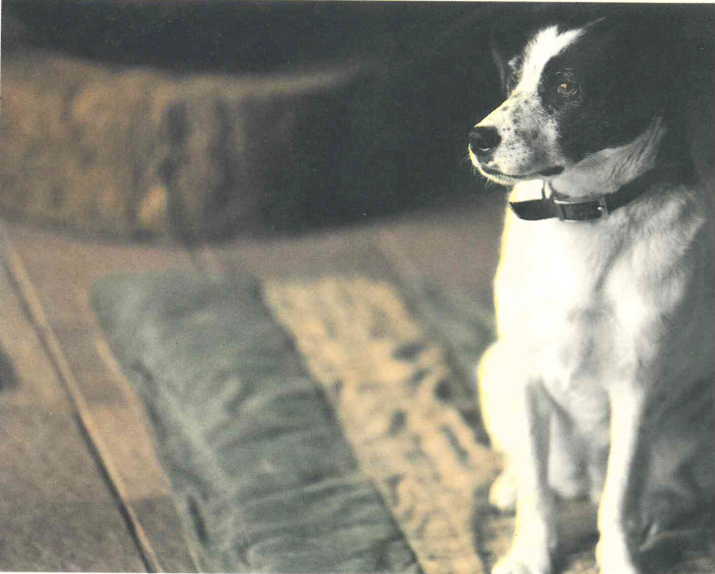 デスティニー