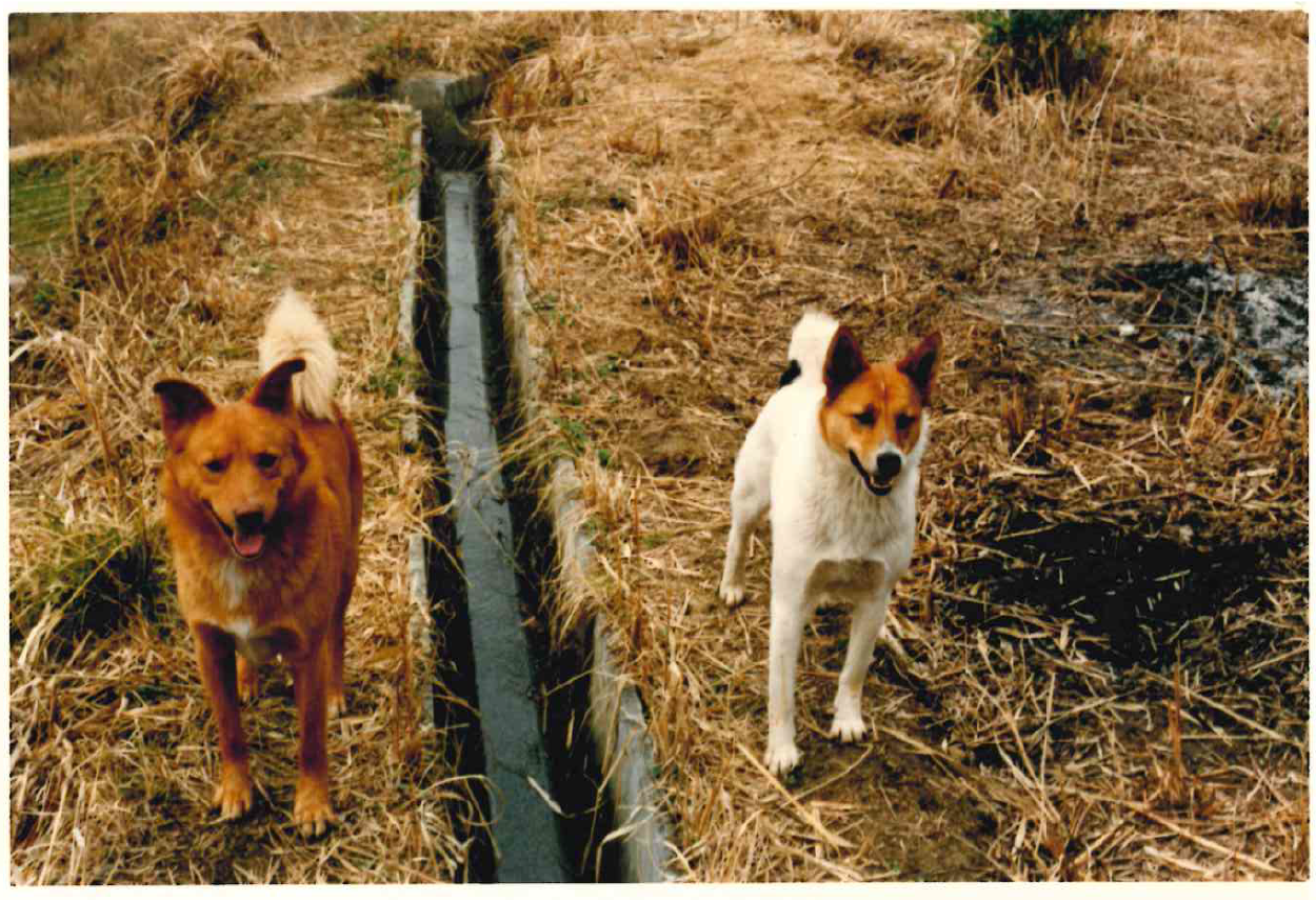 ジャンケット