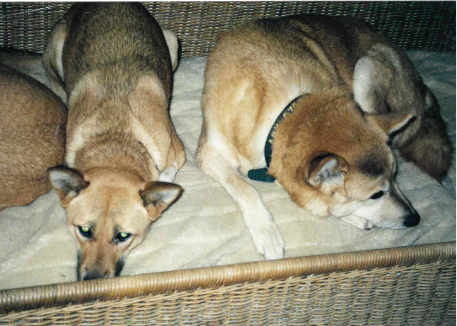 スパゲッティー