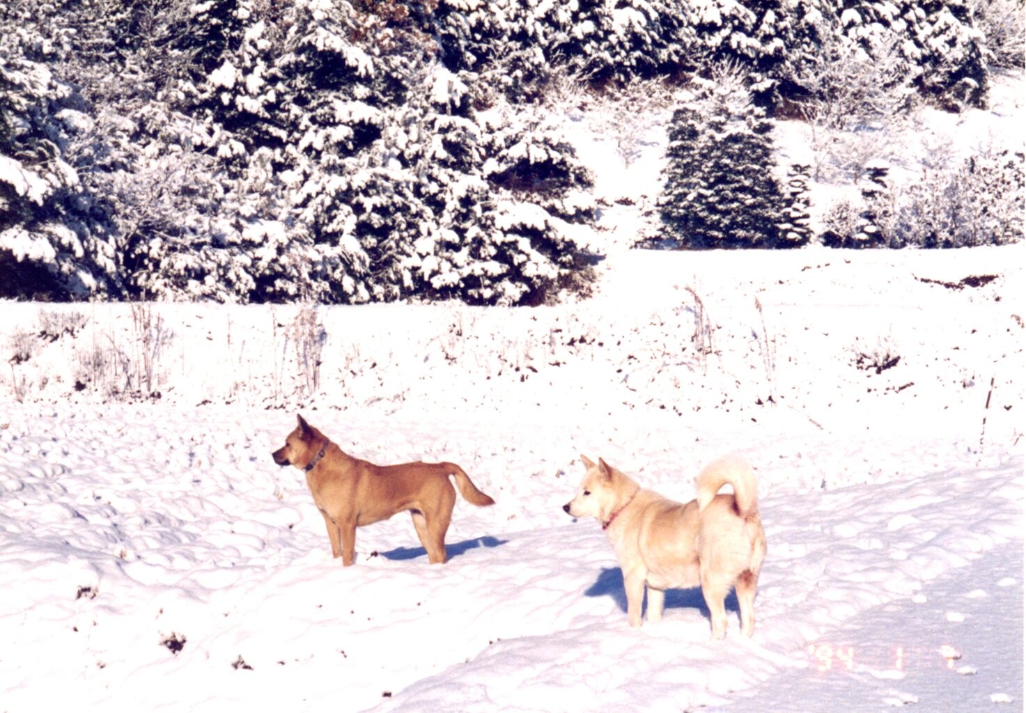 雪の中のハウスドッグ_1994年
