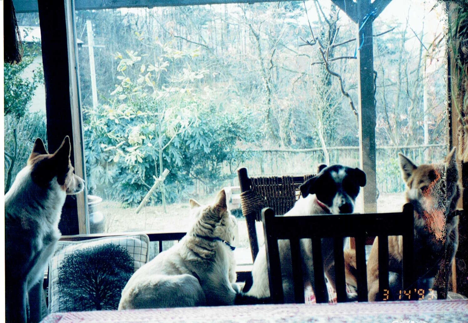 雪の中のハウスドッグ_1993年