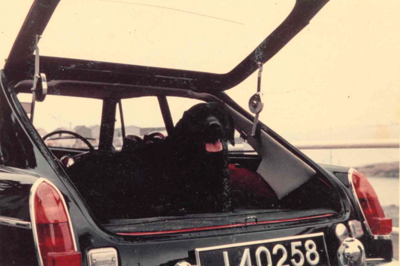 リズの友人の犬たち（名前不明）