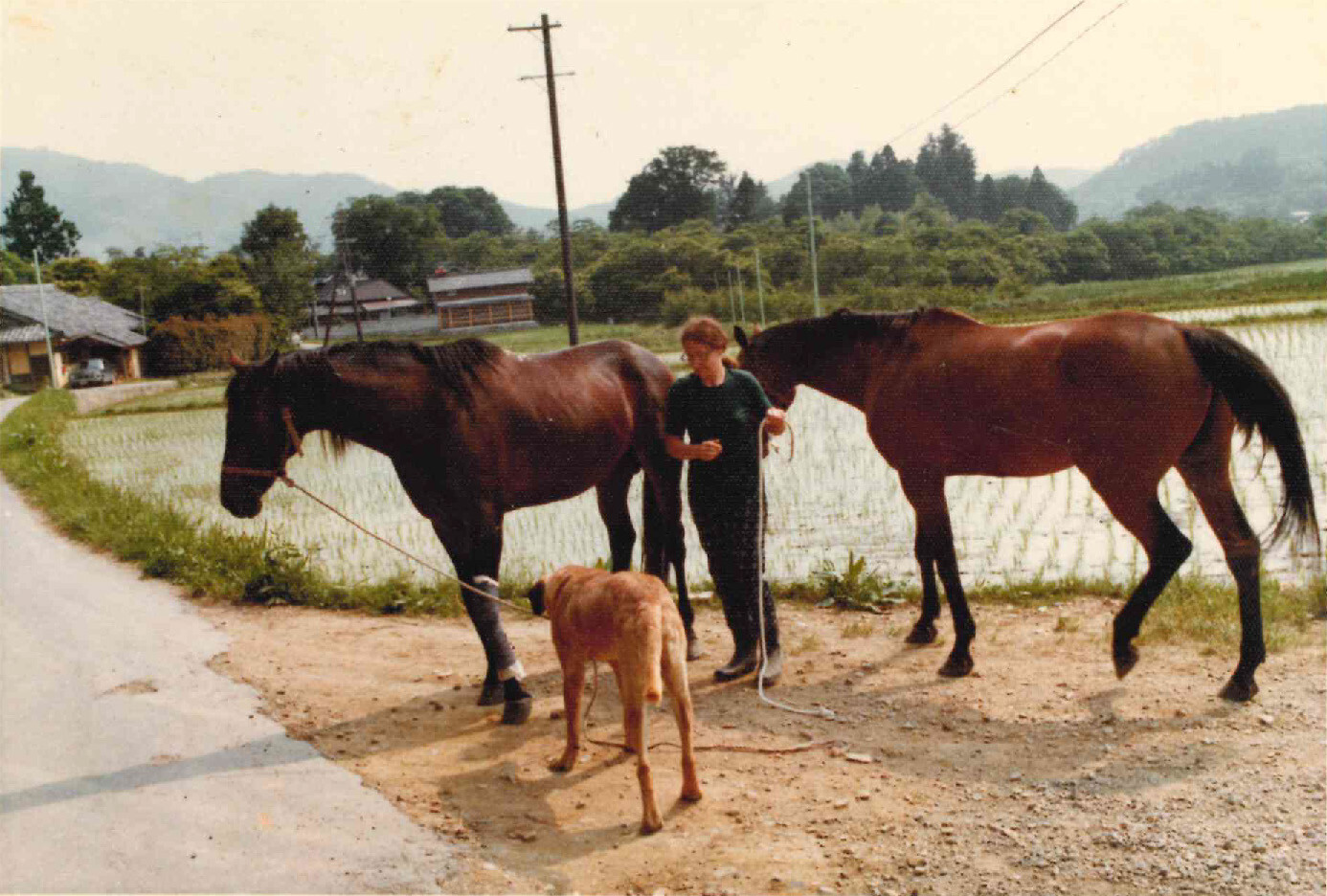 フォトナムとメイソン 能勢の馬たち