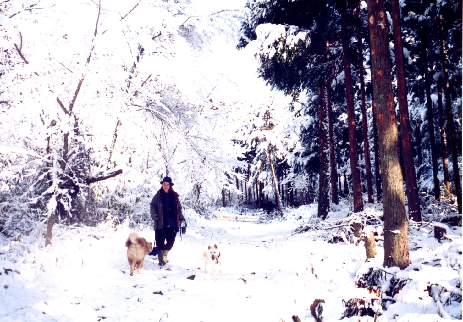 雪（年度不明）