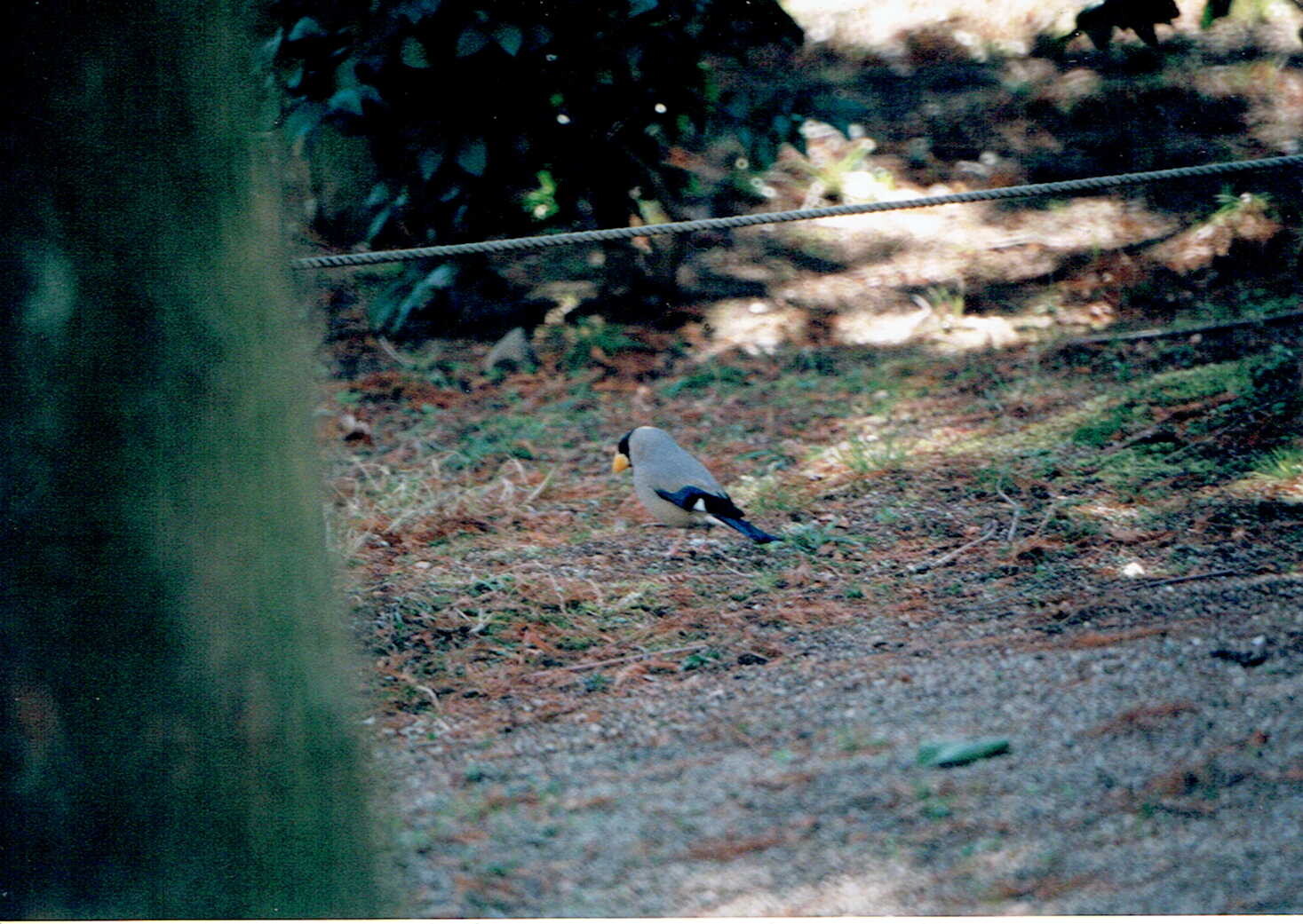 野鳥（西田さん撮影_2000年4月）