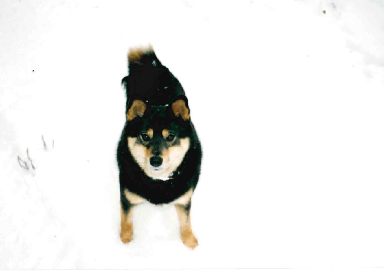 バジャー（ハウスドッグのフォルダーも参照のこと）