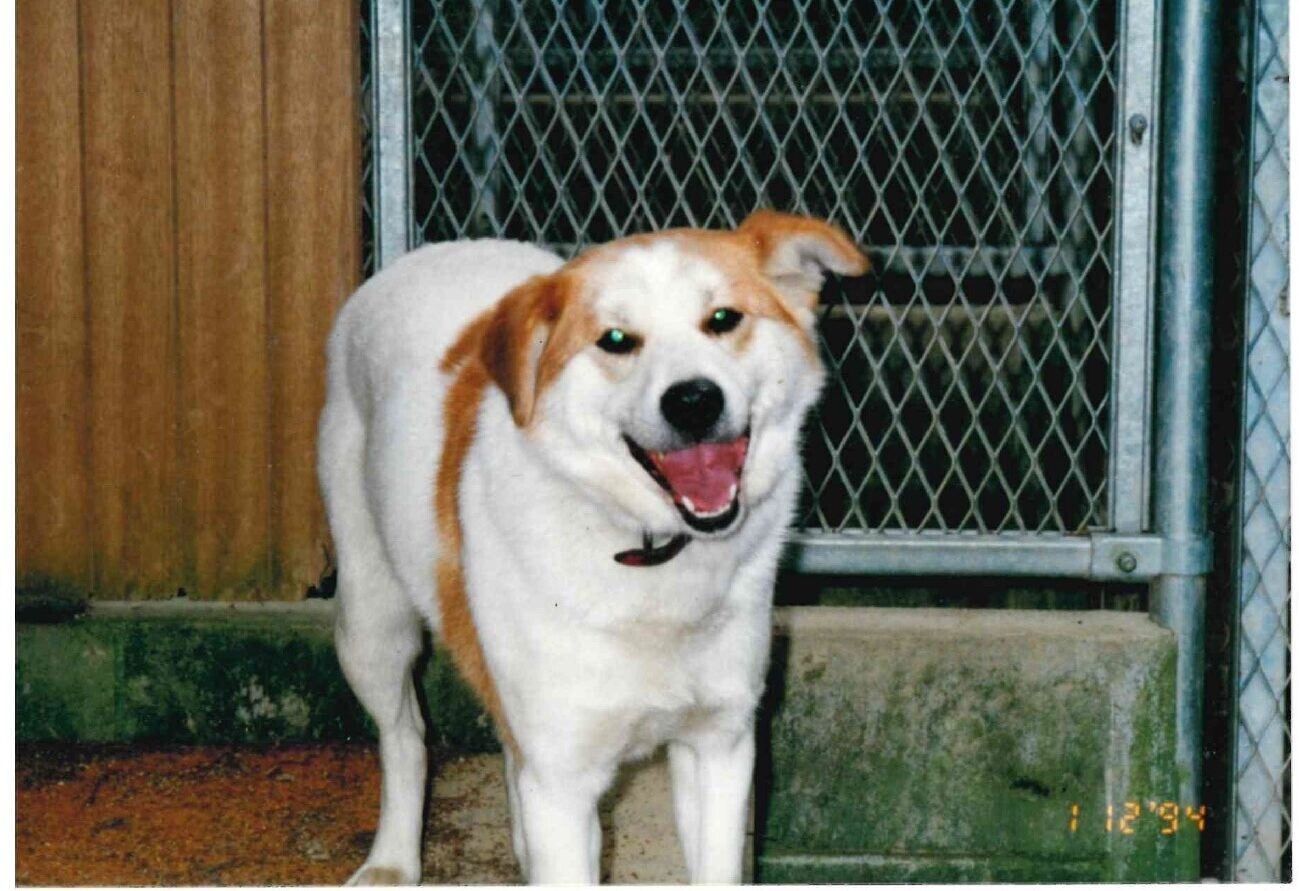 ボンド（ハウスドッグのフォルダーも参照のこと）