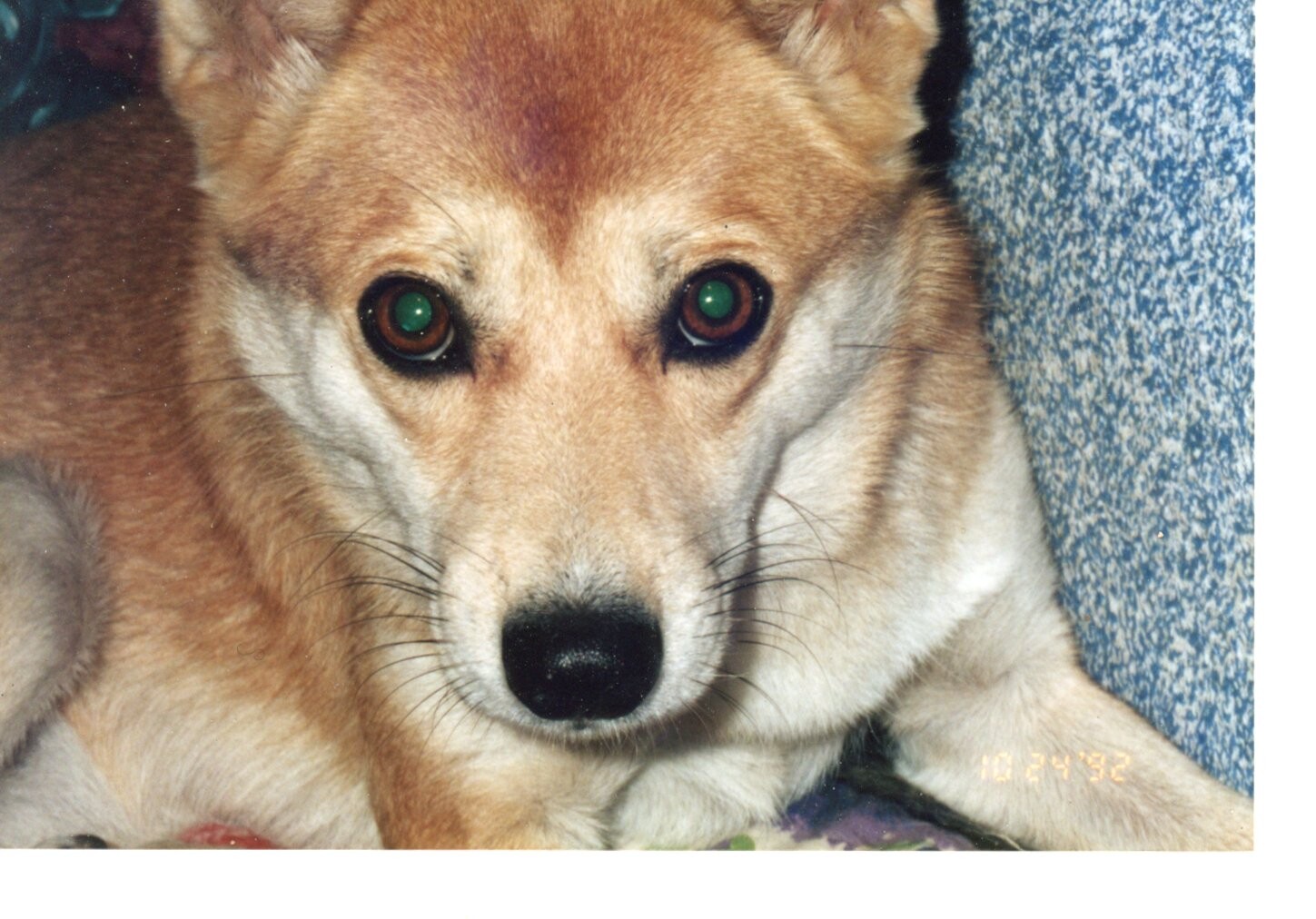 チャチャ（ハウスドッグのフォルダーも参照のこと）