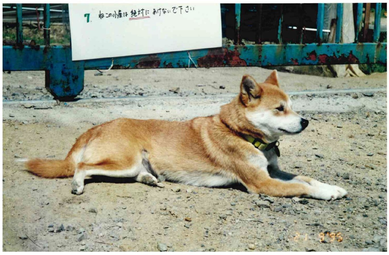 チビ1（ハウスドッグのフォルダーを参照のこと）