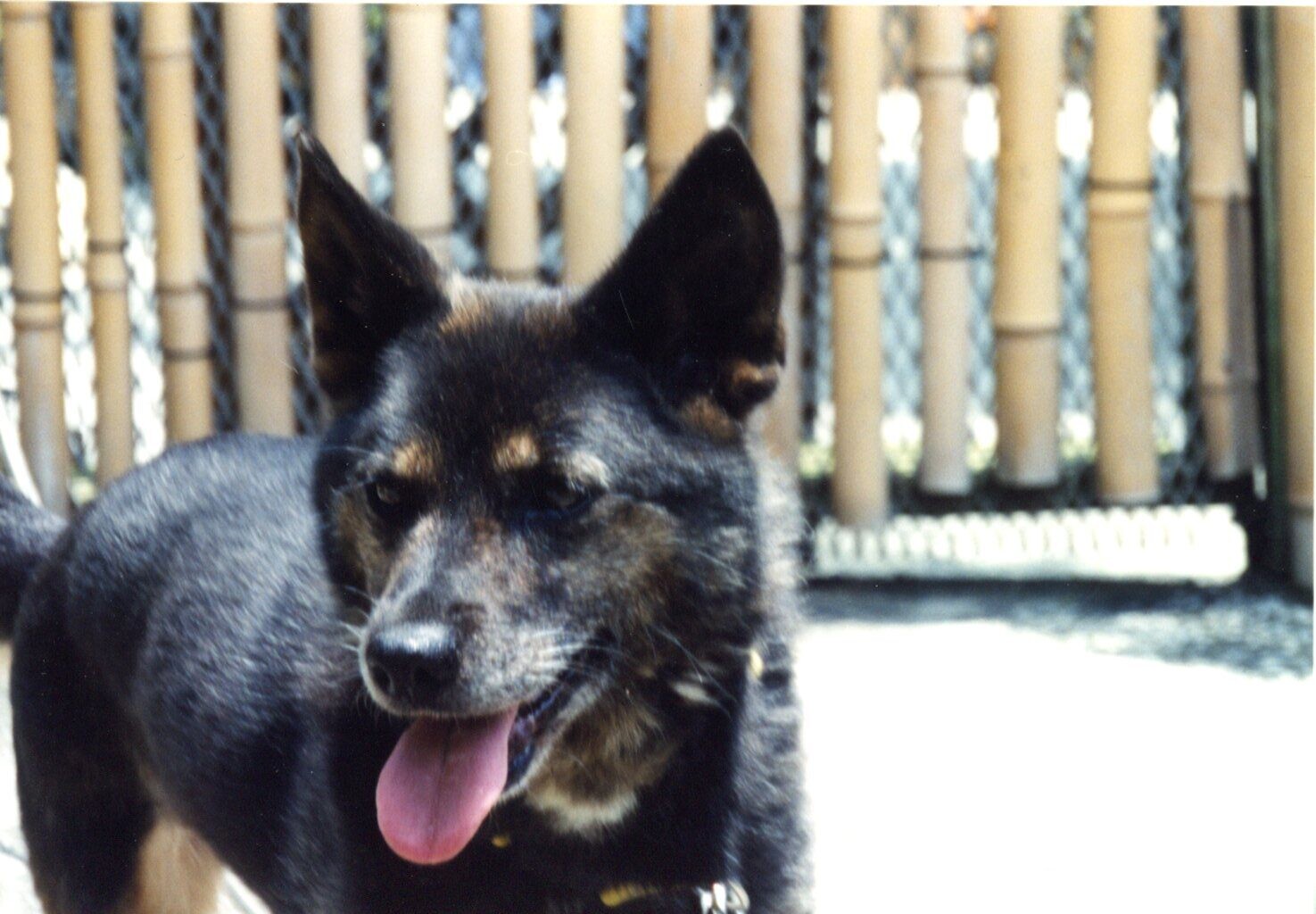 クラウディア（ハウスドッグのフォルダーも参照のこと）