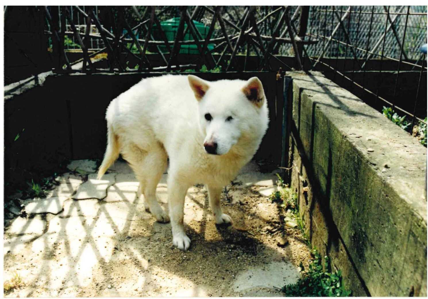 クリスタル（ハウスドッグのフォルダーを参照のこと）