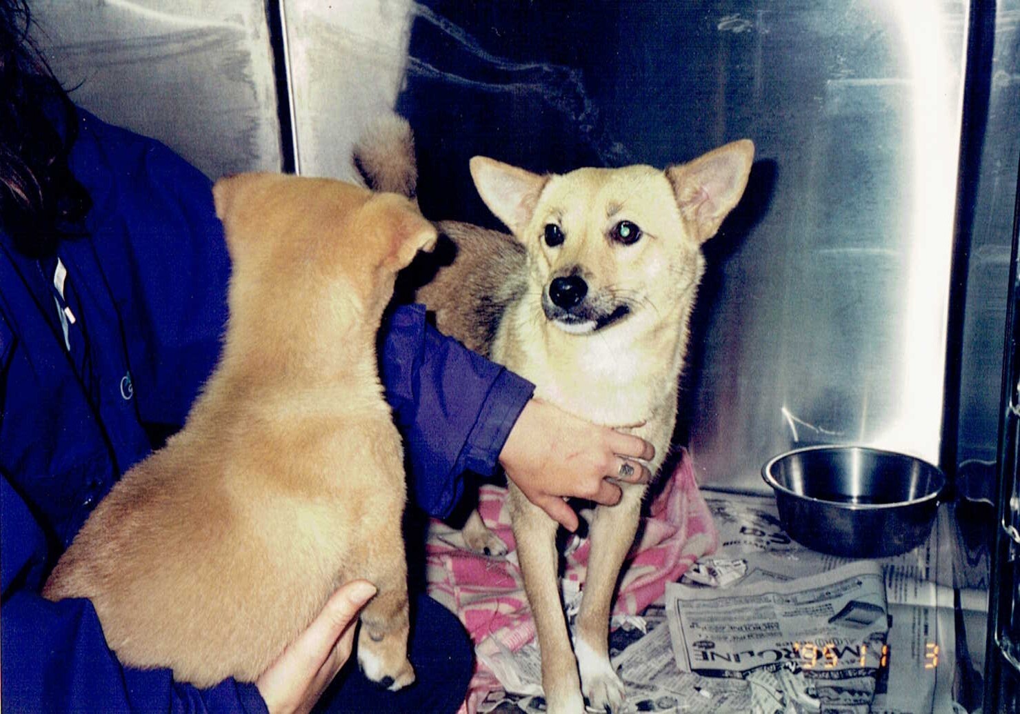 ジェネビーブ