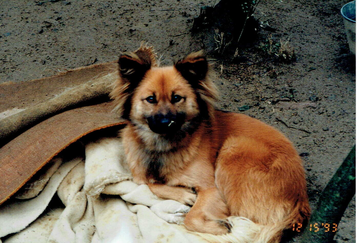 ジンジャー