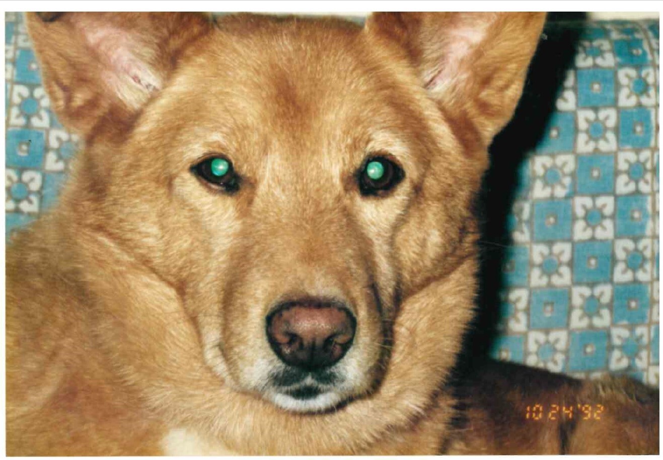 キツネ（ハウスドッグのフォルダーを参照のこと）