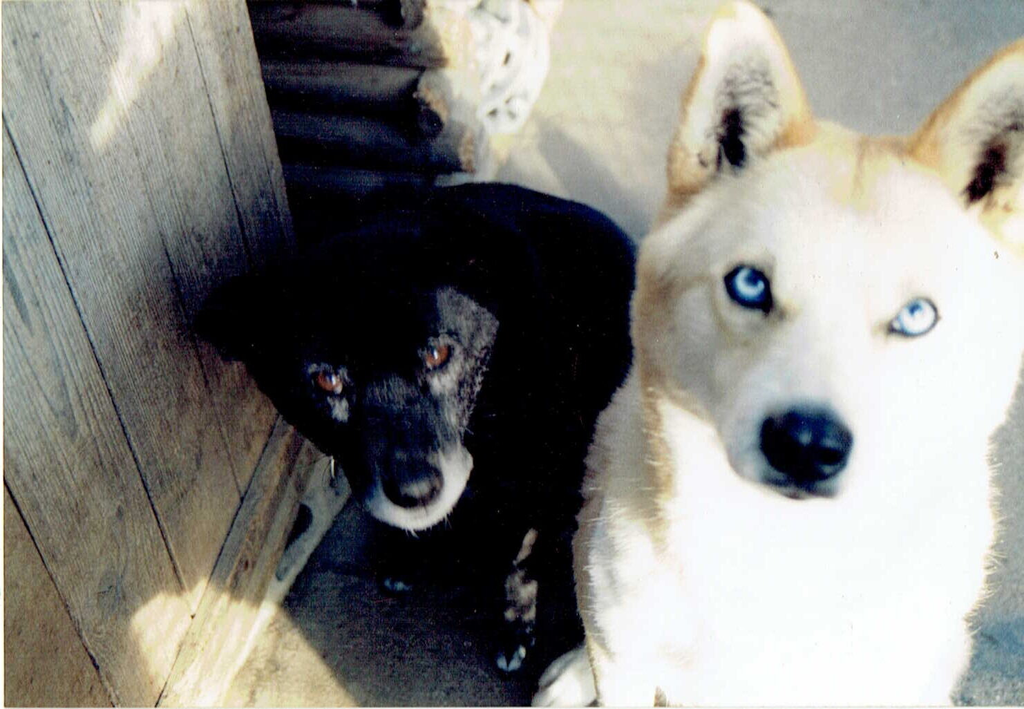 クロ2とブルータ