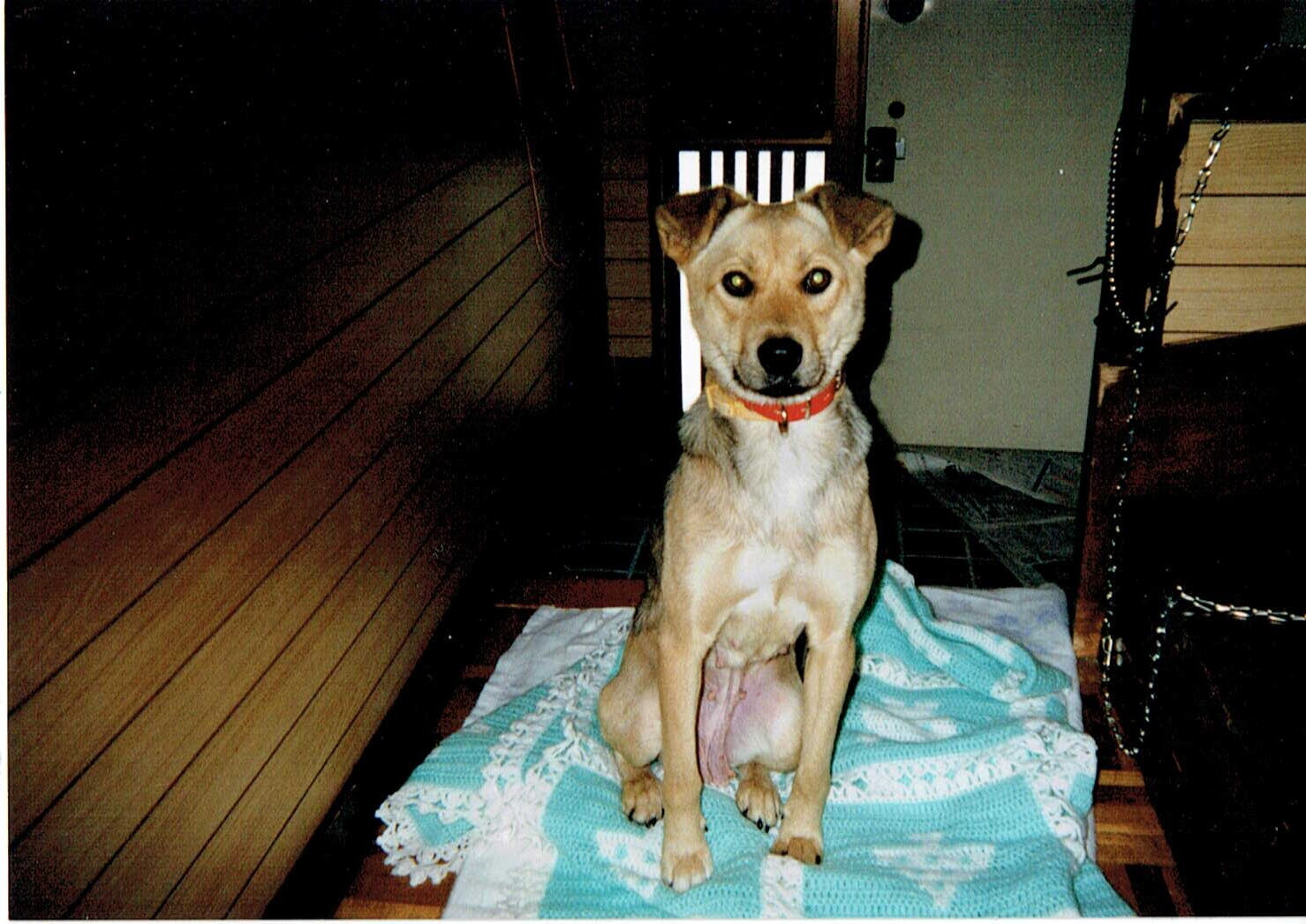 ラッキー1_茶色と黒の雑種