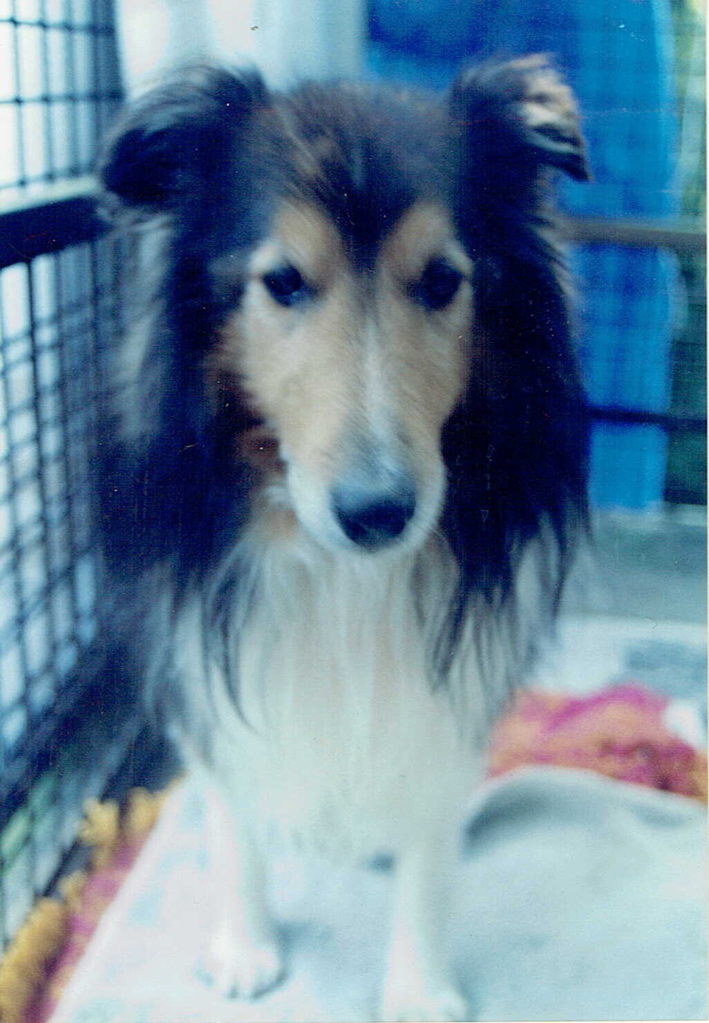 ラッキー3_シェルティー