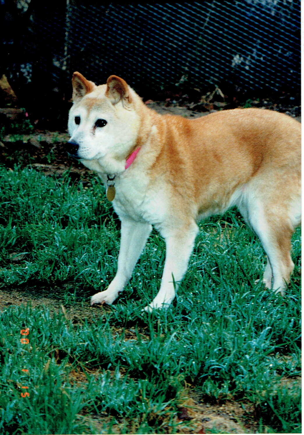 メリーレッグズ