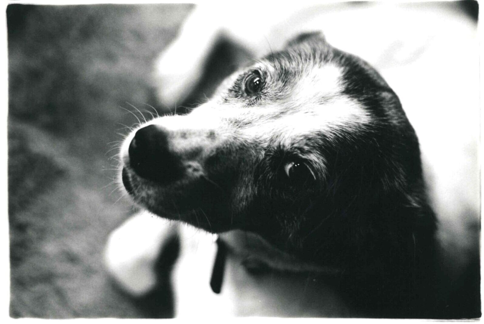 モモトｳー（ハウスドッグのフォルダーを参照のこと）