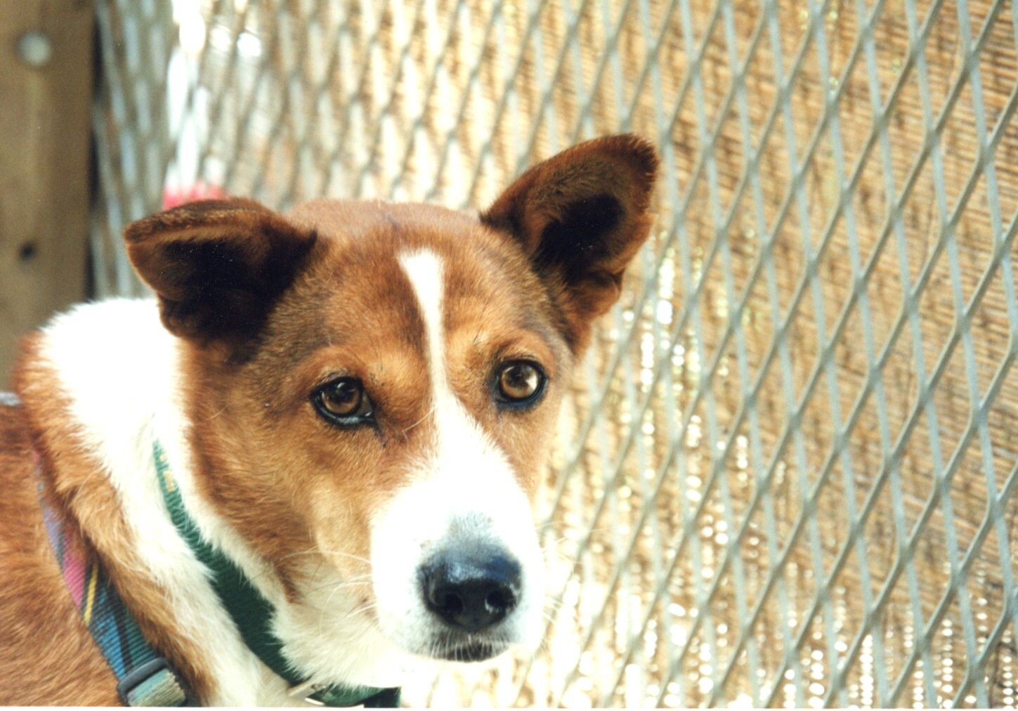 マーフィー（ハウスドッグのドルダーを参照のこと）