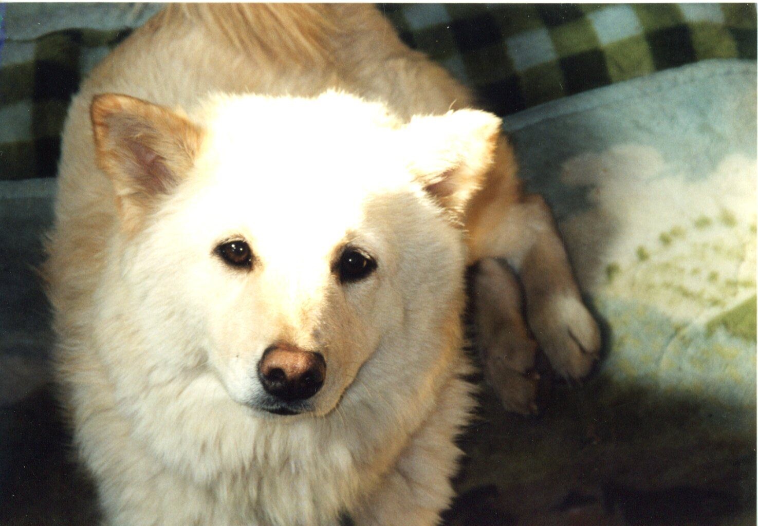 ナタリー（ハウスドッグのフォルダーを参照のこと）