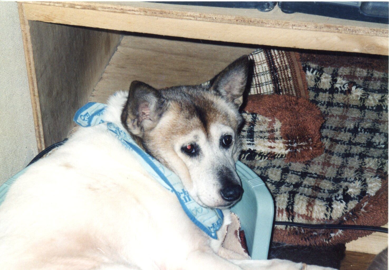 ピクシー（ハウスドッグのフォルダーも参照のこと）