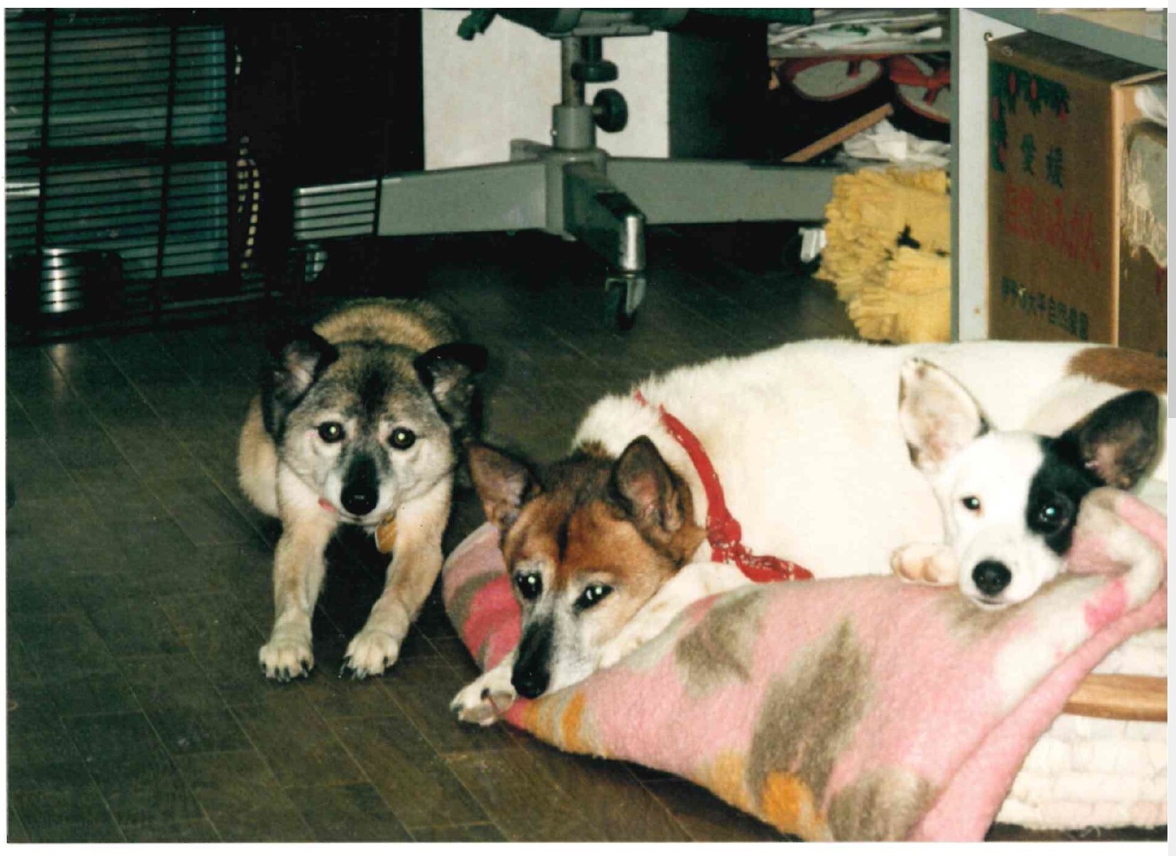 ティッピー（ハウスドッグのフォルダーを参照のこと）