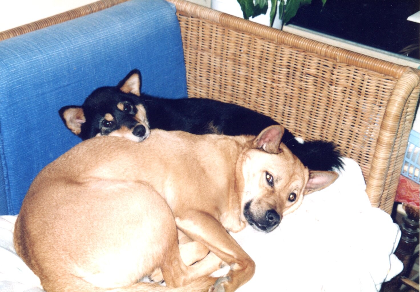 ワイミー（ハウスドッグのフォルダーを参照のこと）