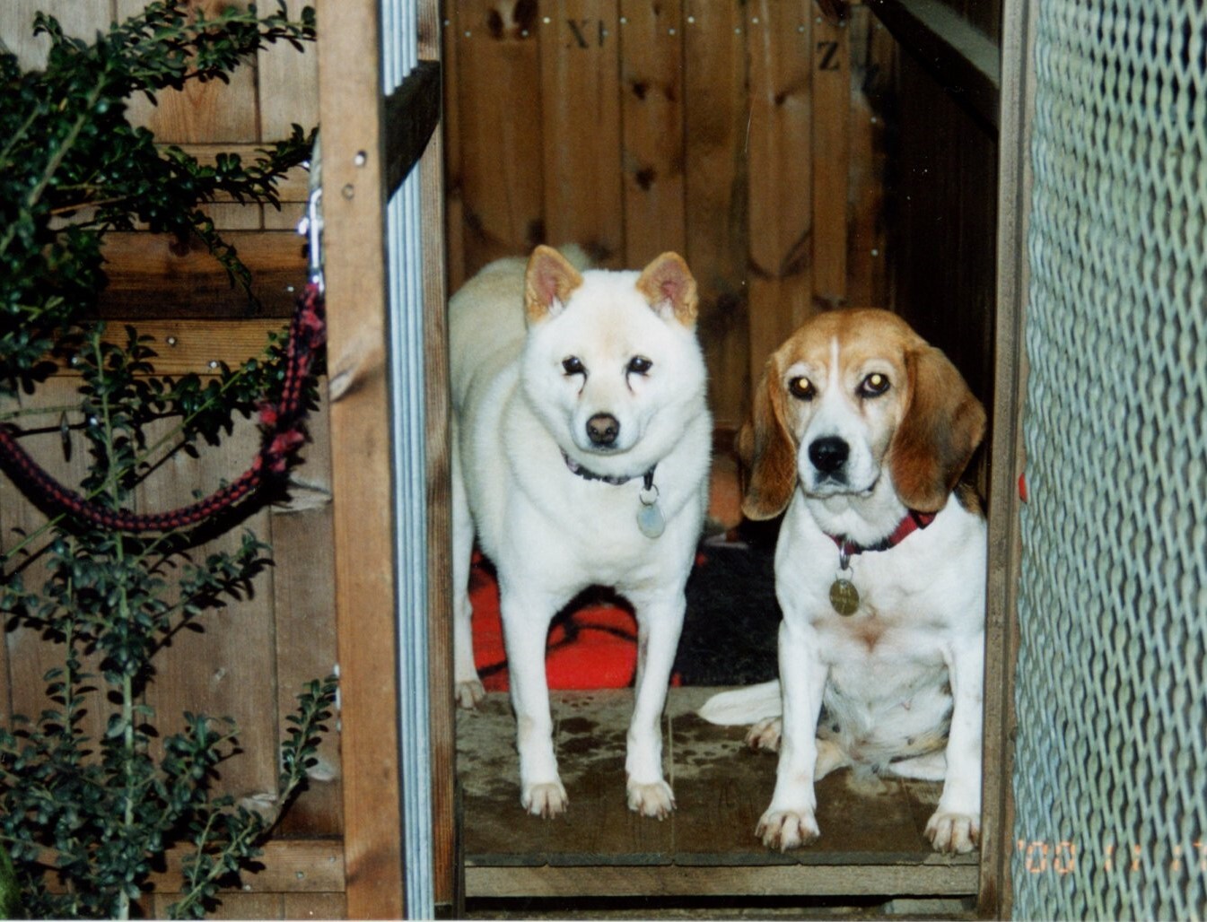 ビーグルと白の雑種