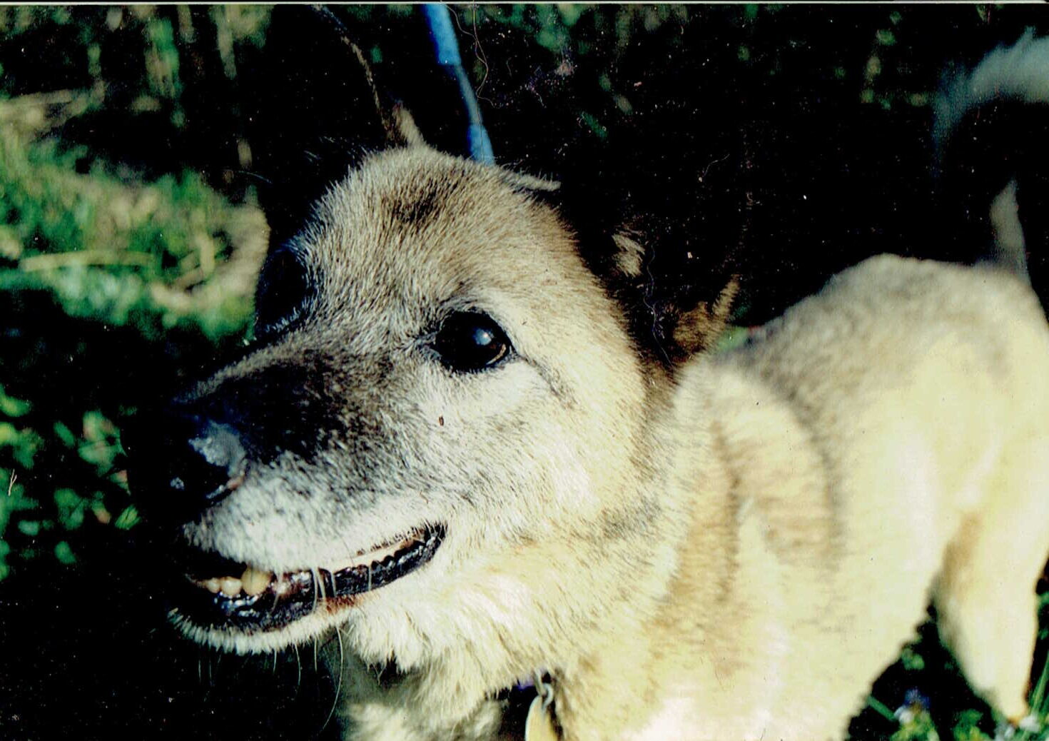 黒と茶色の雑種