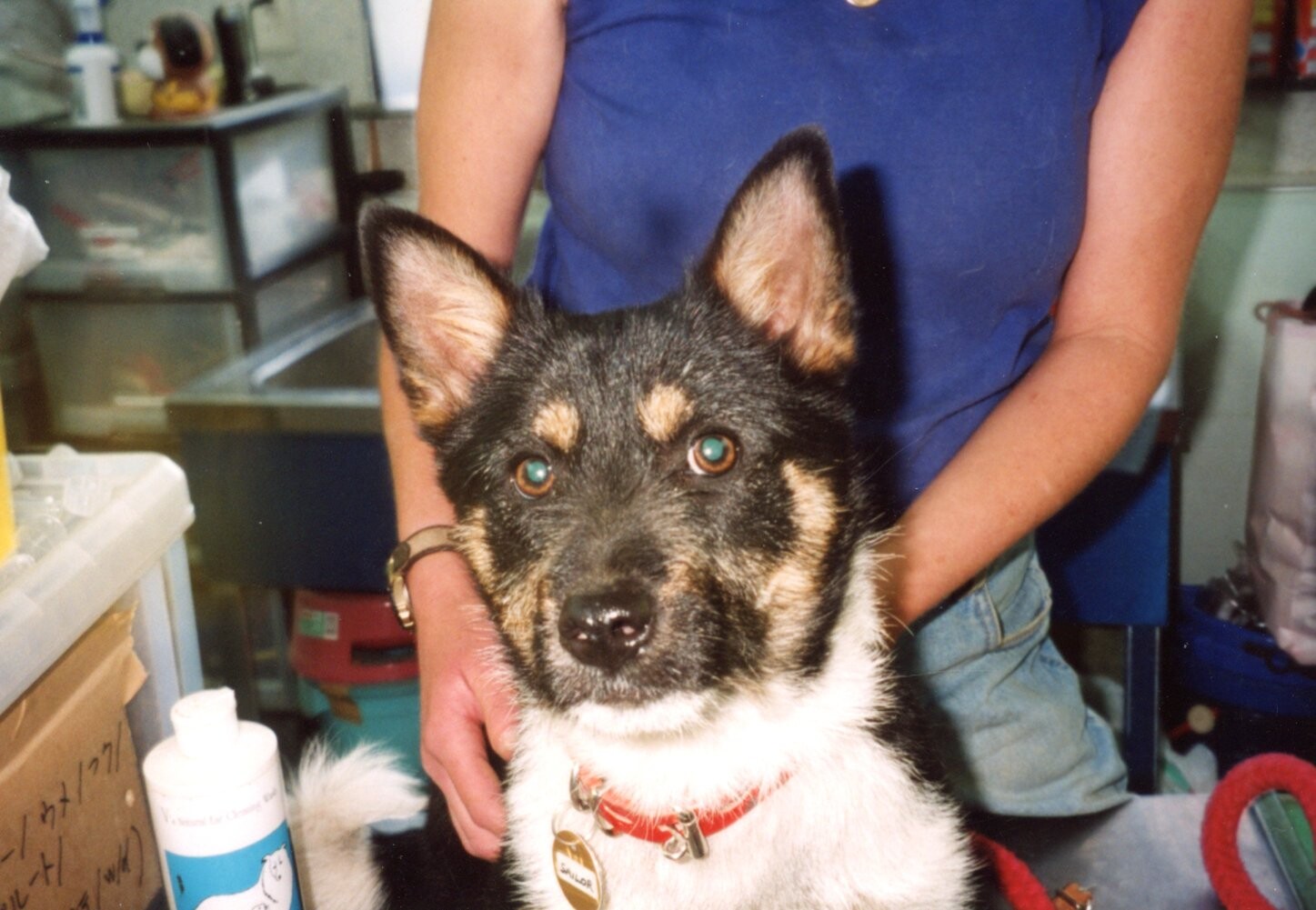 白黒茶色のテリア種