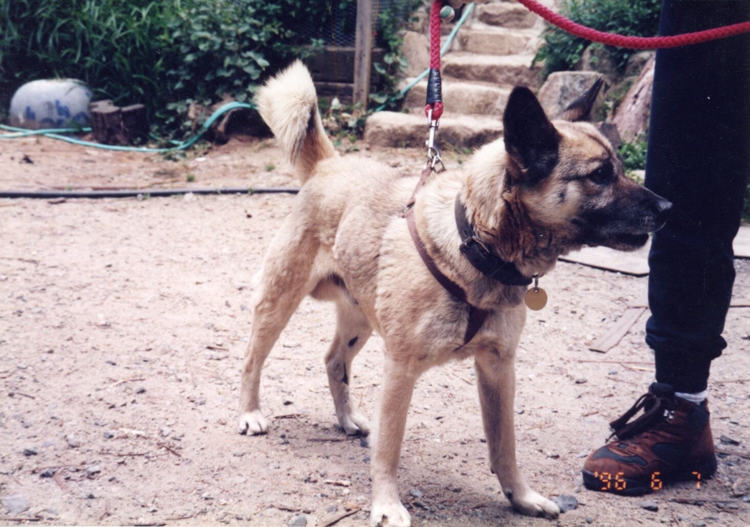 薄い茶色と黒の雑種