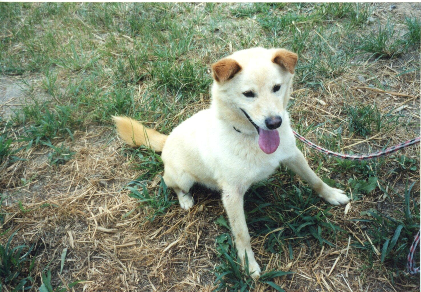 茶色耳の白色雑種