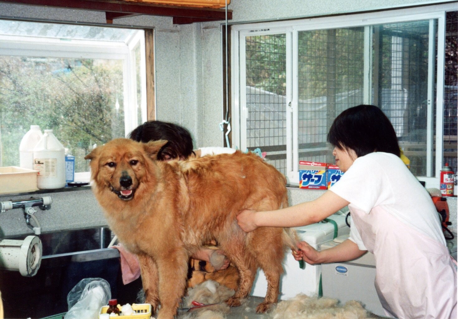 ふわふわ毛の茶色雑種