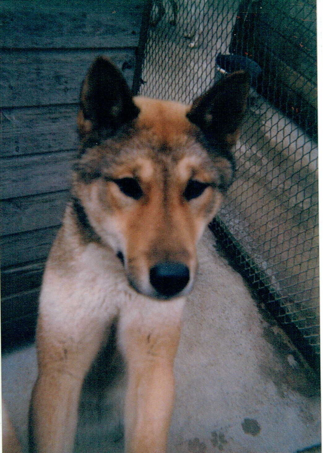 白黒茶色の雑種