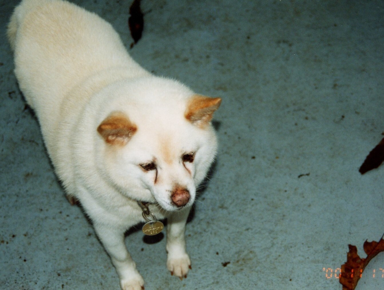 茶色耳の太った白色雑種