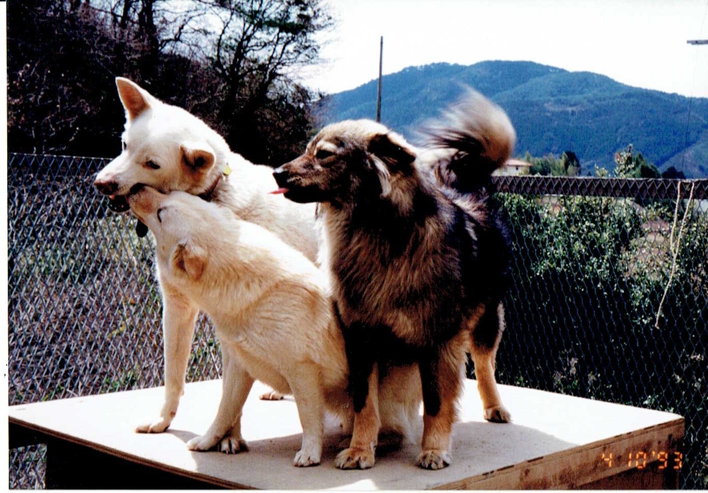 ふわふわ毛の黒茶白色の雑種