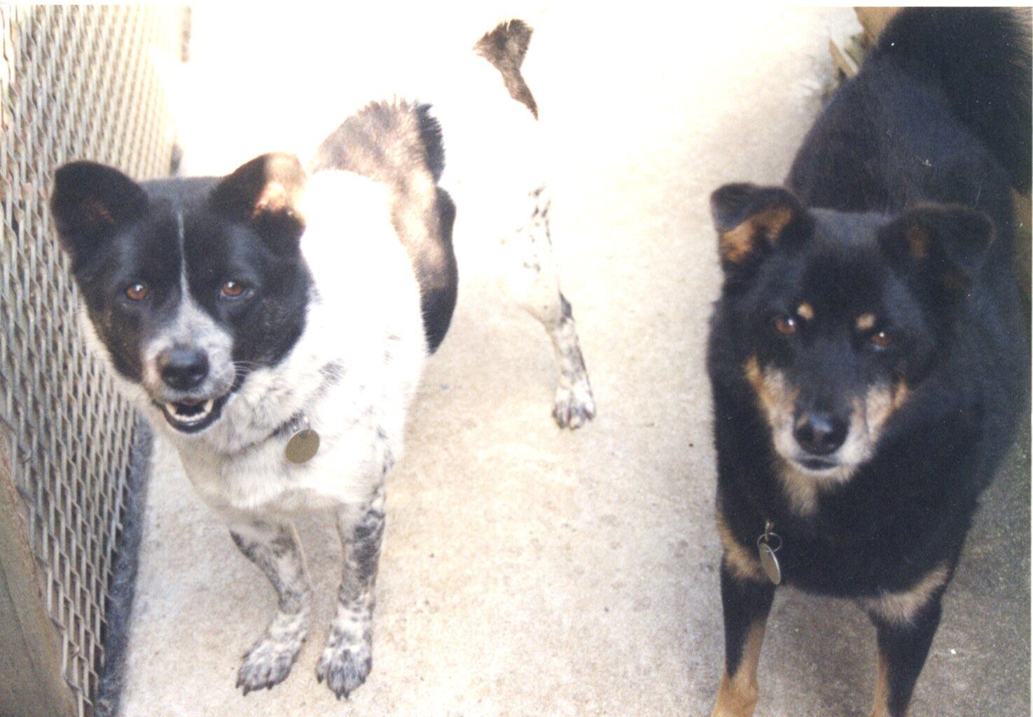 マリーと一緒に写った黒茶色の雑種