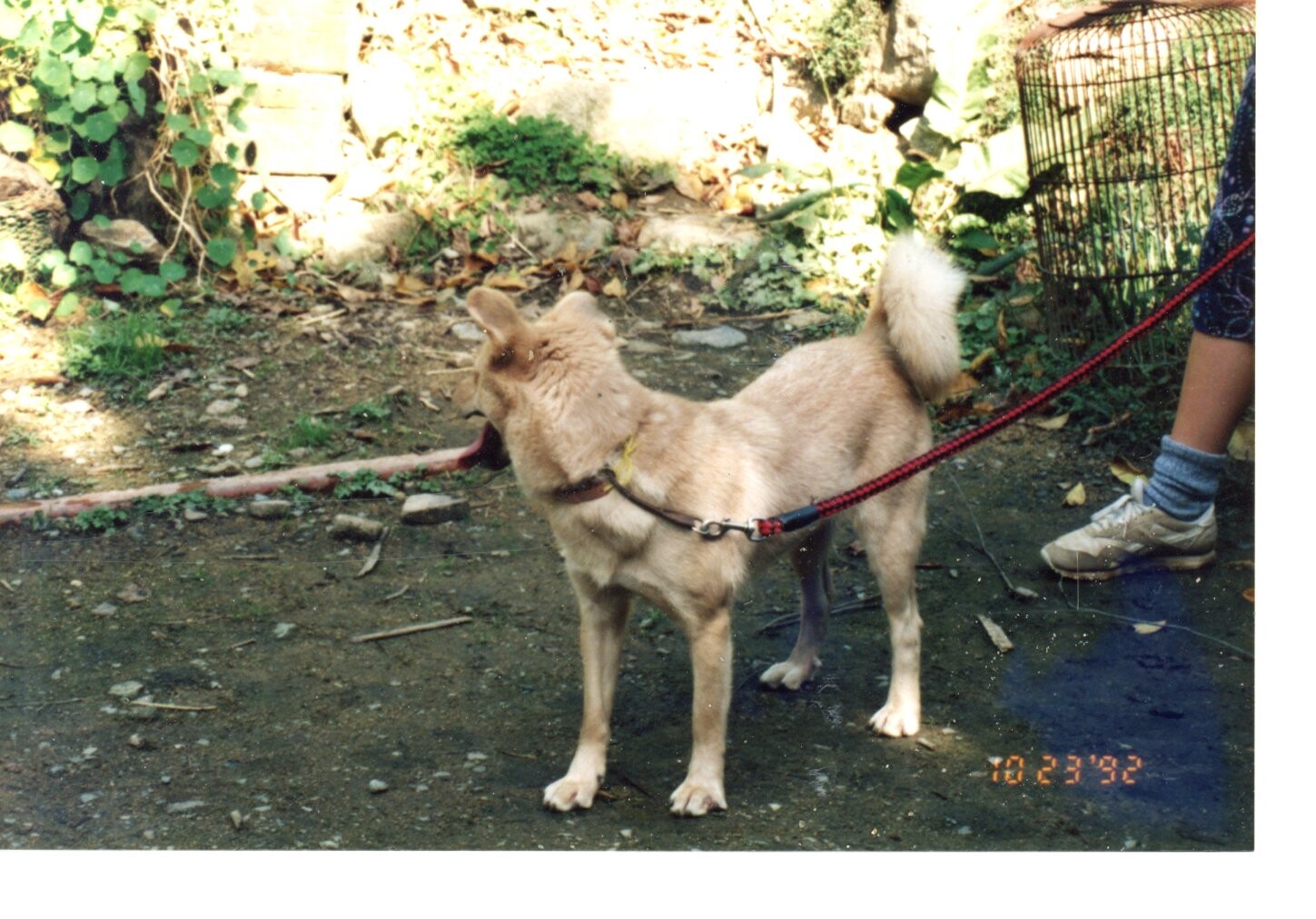 薄い茶色の雑種