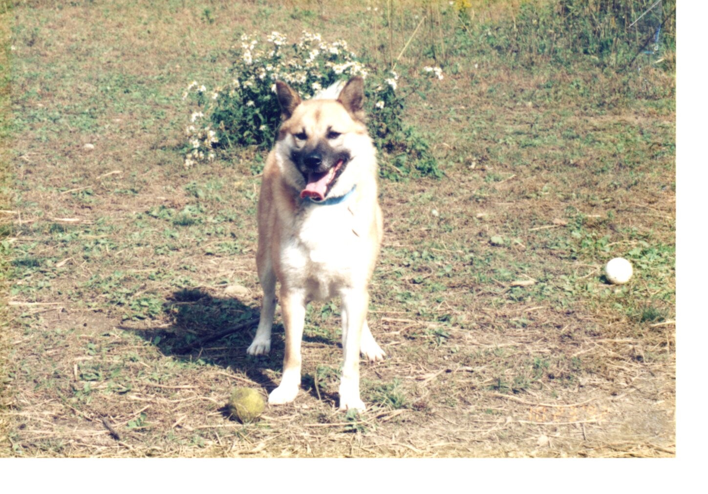 鼻黒の茶色雑種