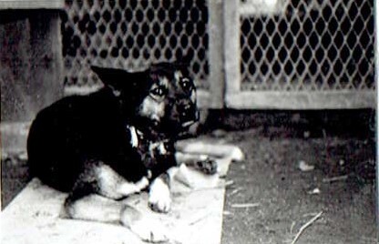 黒と白のシェパード雑種