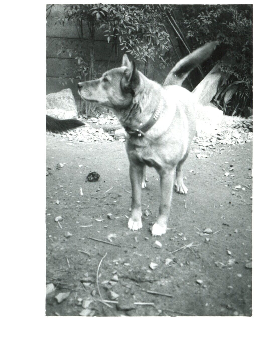 茶色と白の雑種