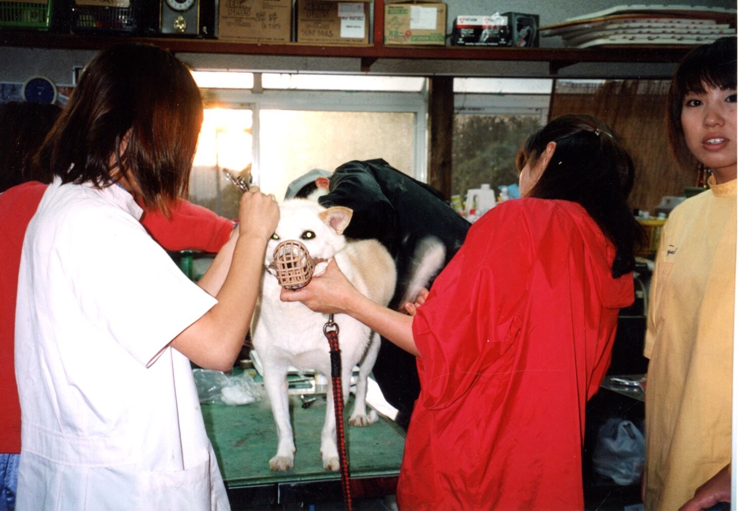 白と茶色の雑種