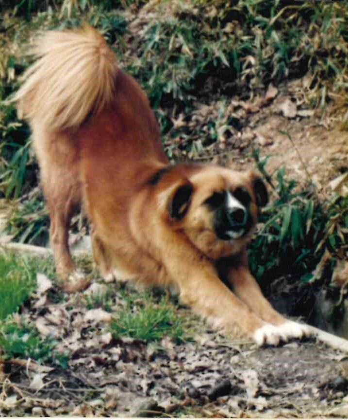 鼻黒垂れ耳のふわふわ茶色毛雑種