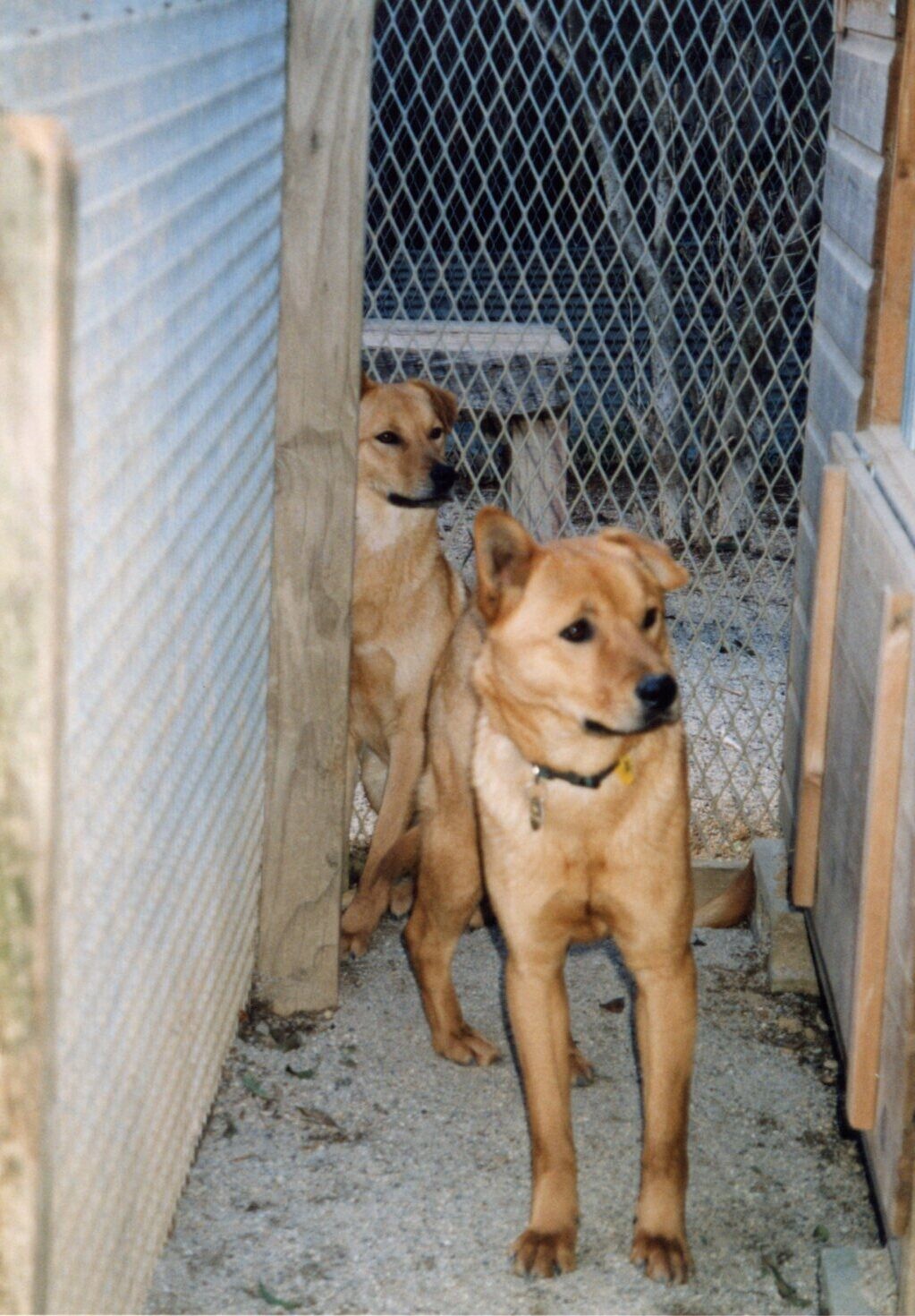 茶色の雑種兄弟