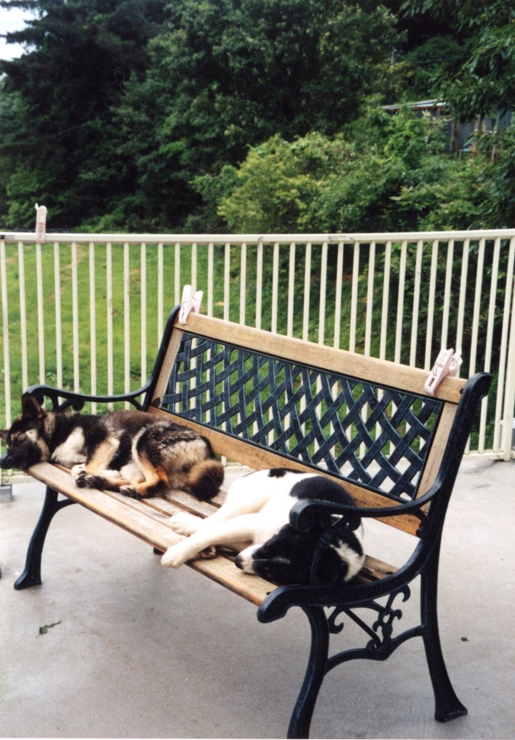 ベンチで寝そべる雑種たち