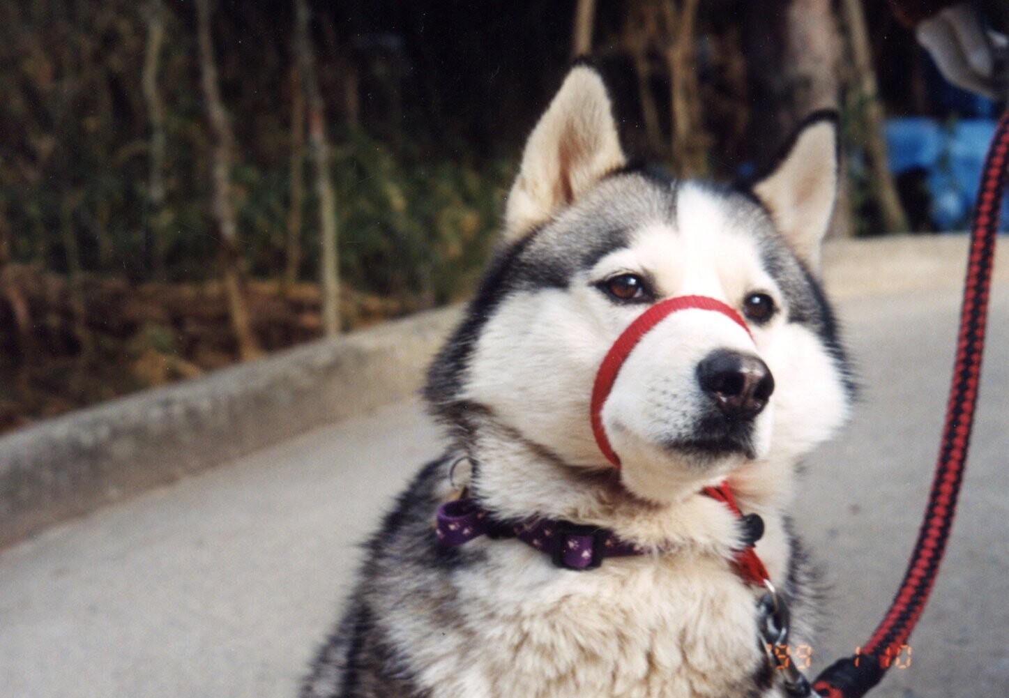 白黒茶色のハスキー犬