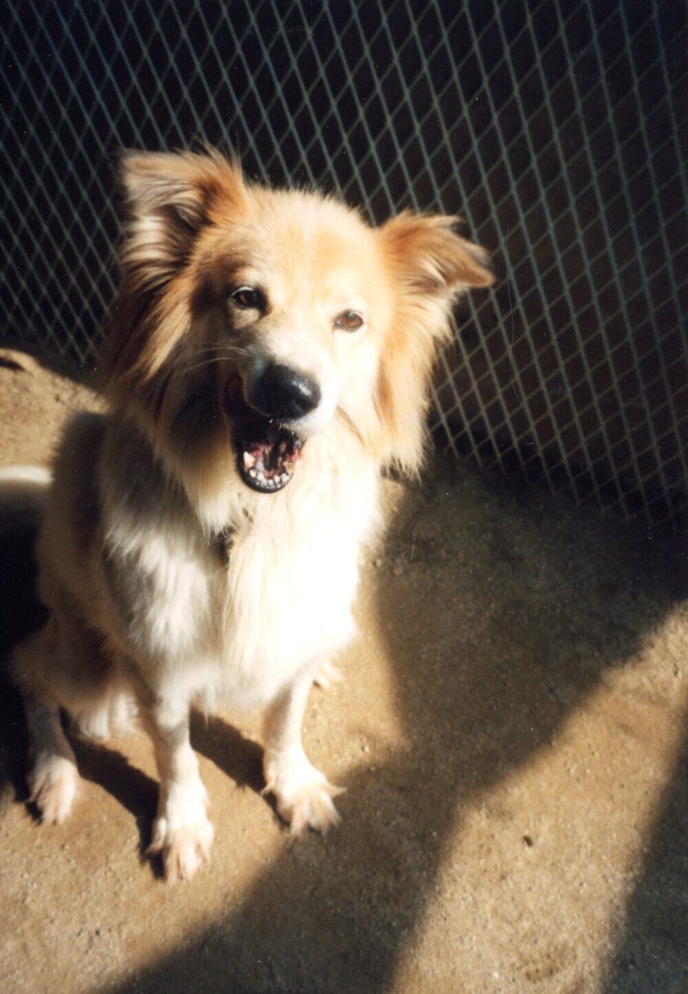 茶色と白のふわふわ毛の雑種
