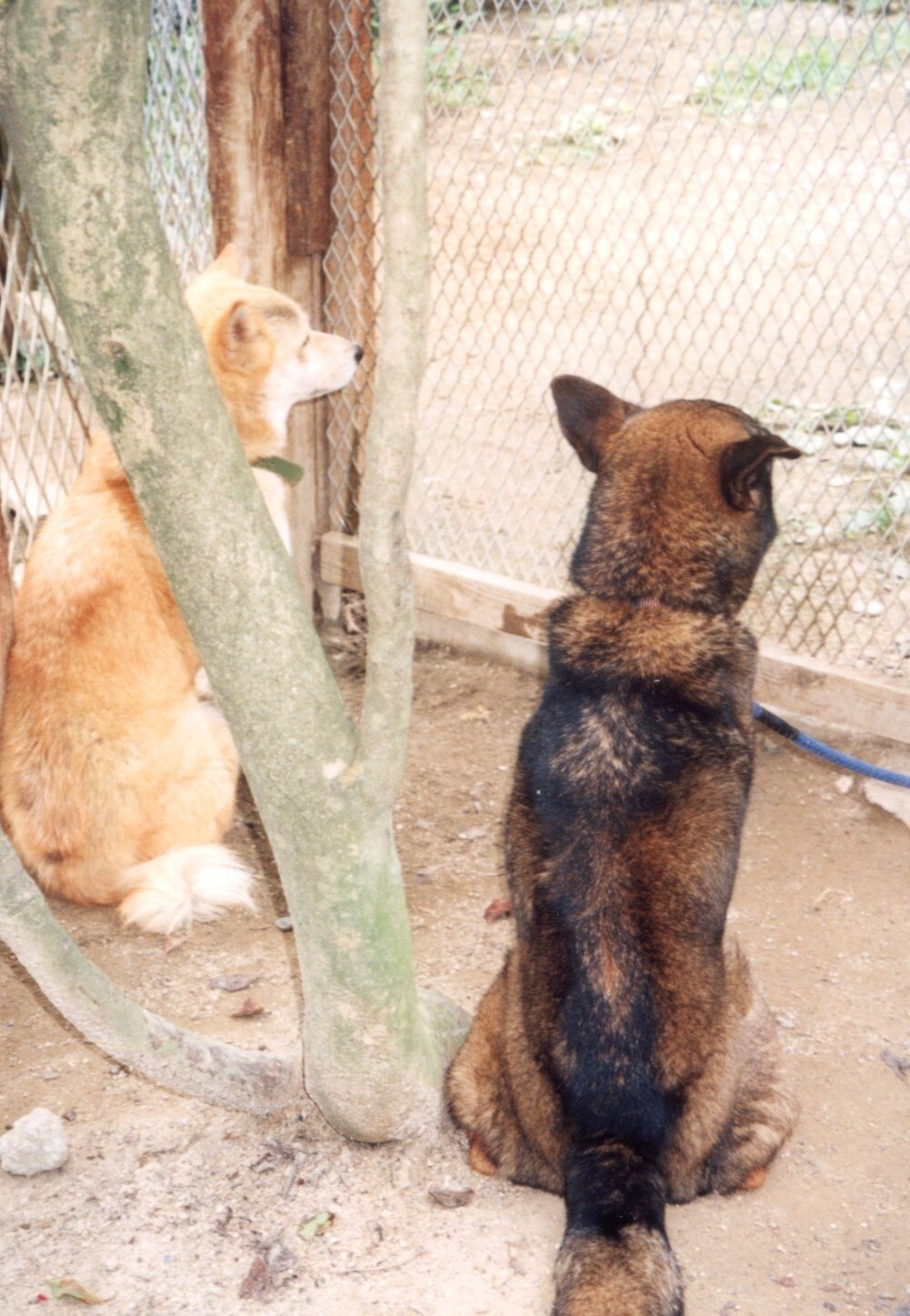 黒茶の雑種と茶色の雑種